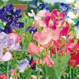 Sweet Pea, Early Multiflora Mix